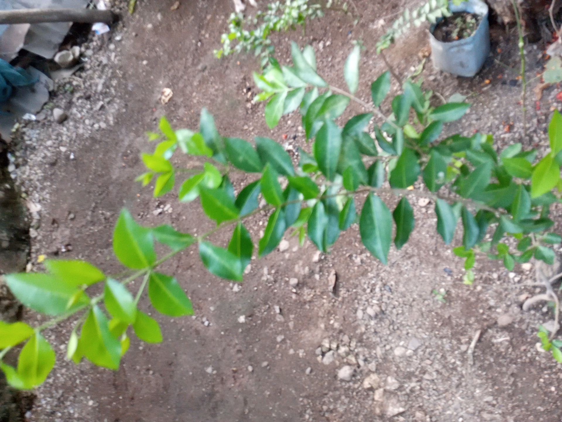 tree