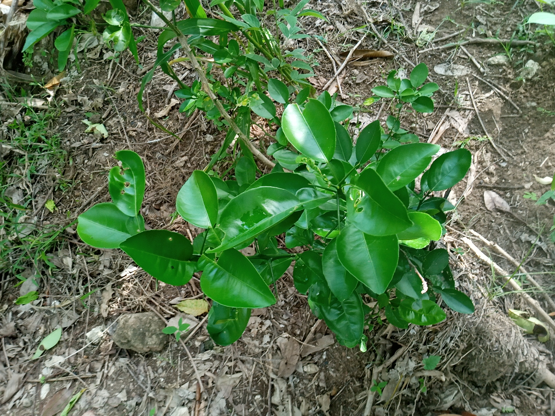tree