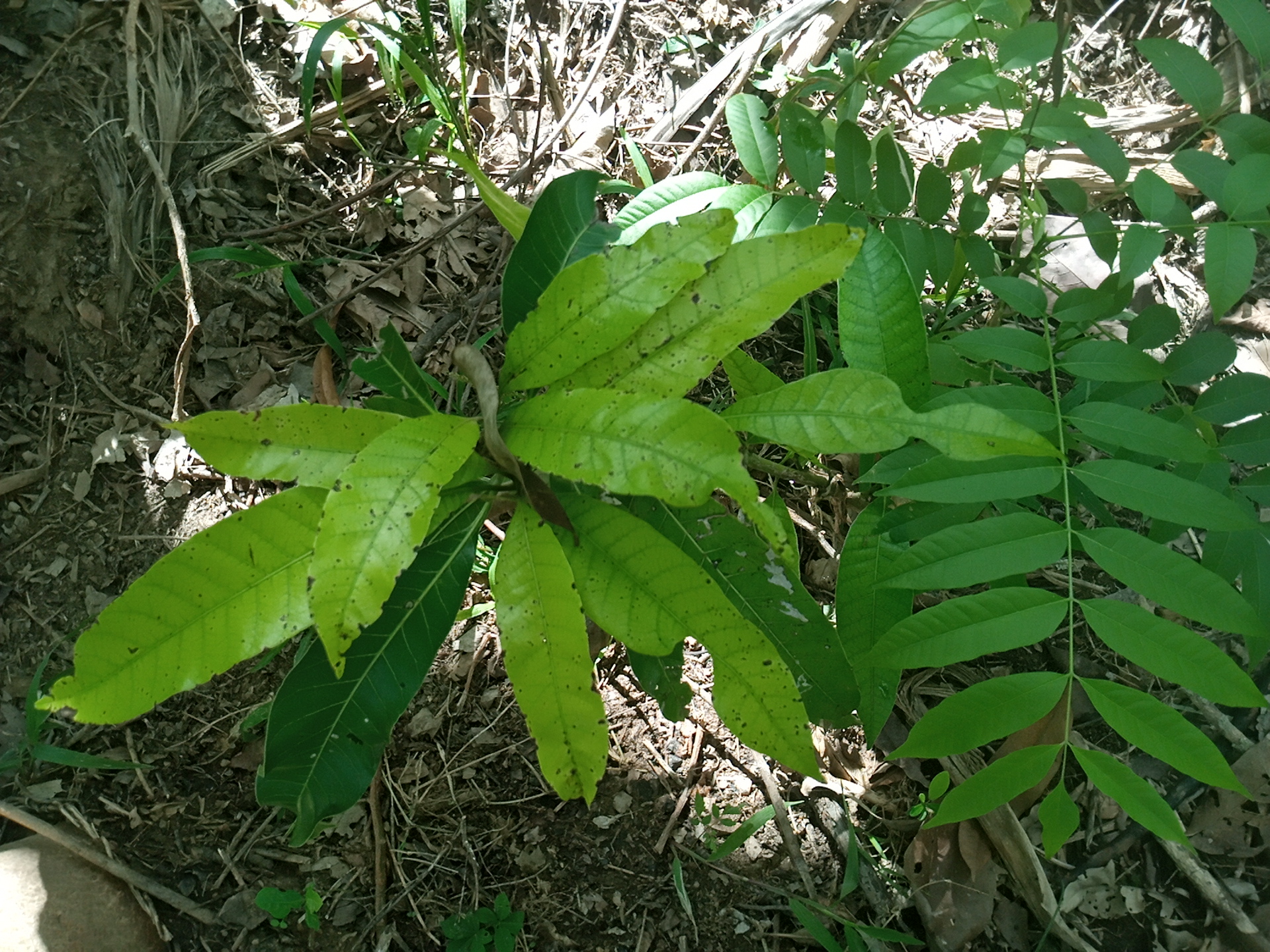 tree