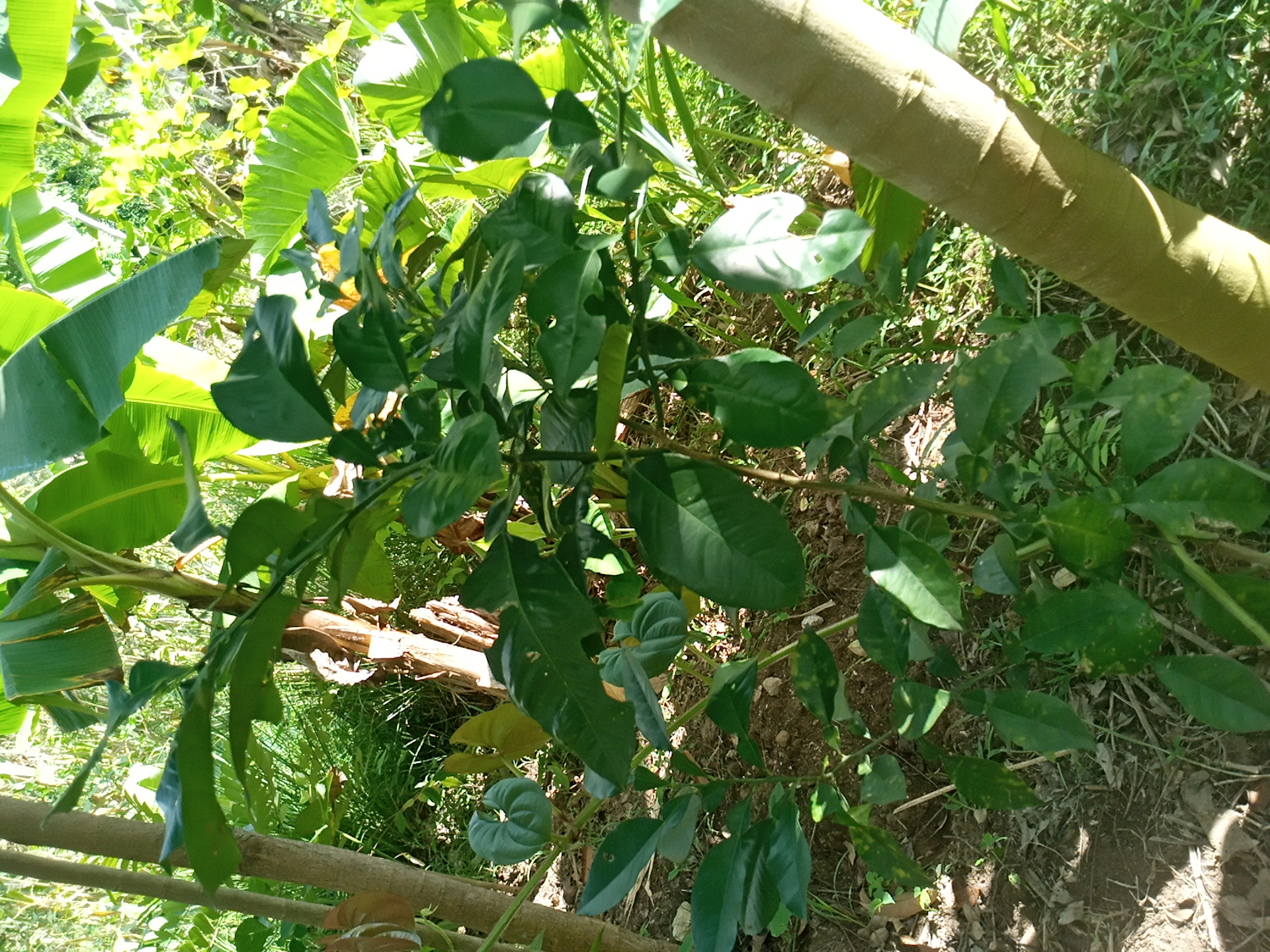 tree