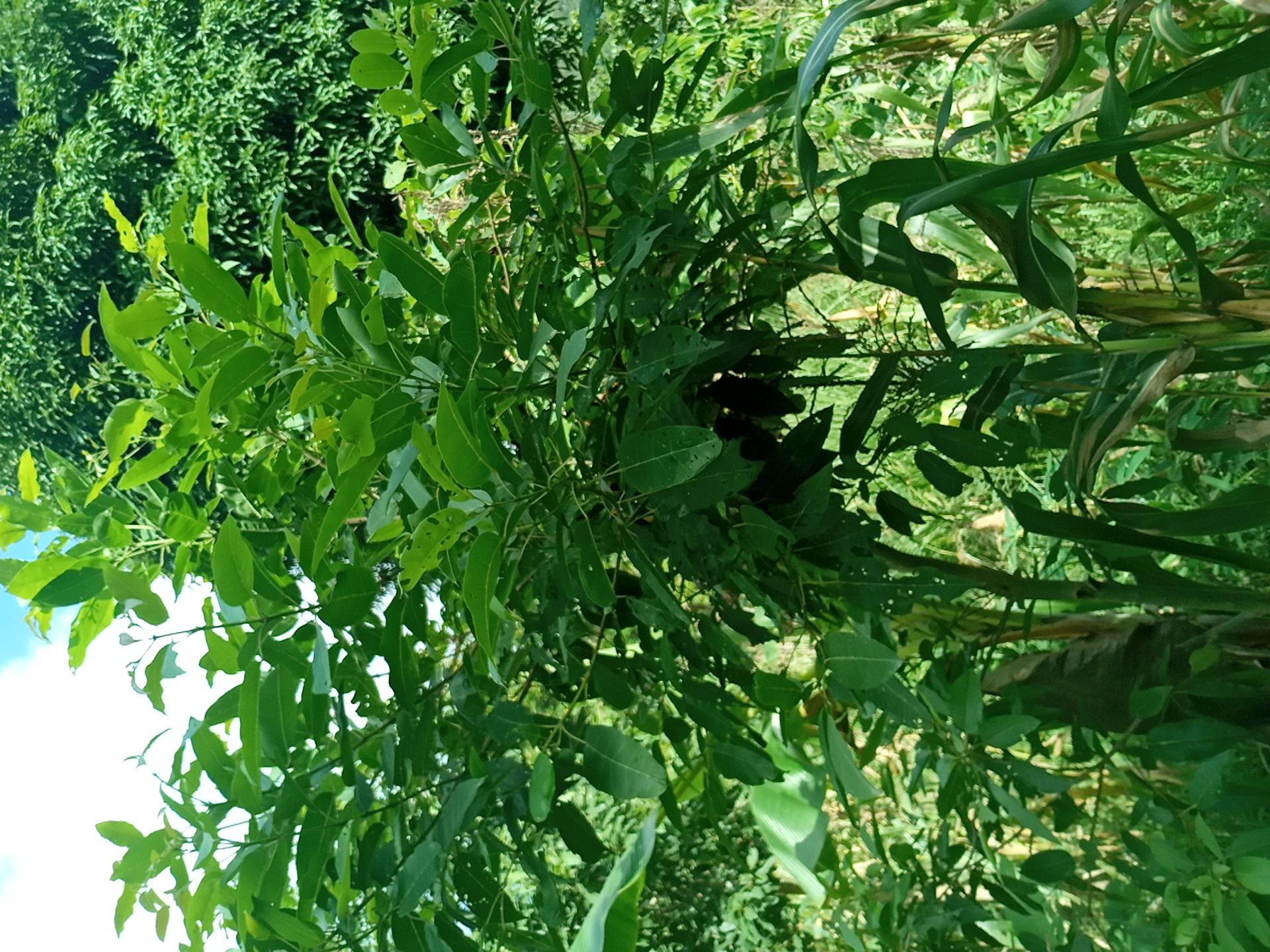 tree