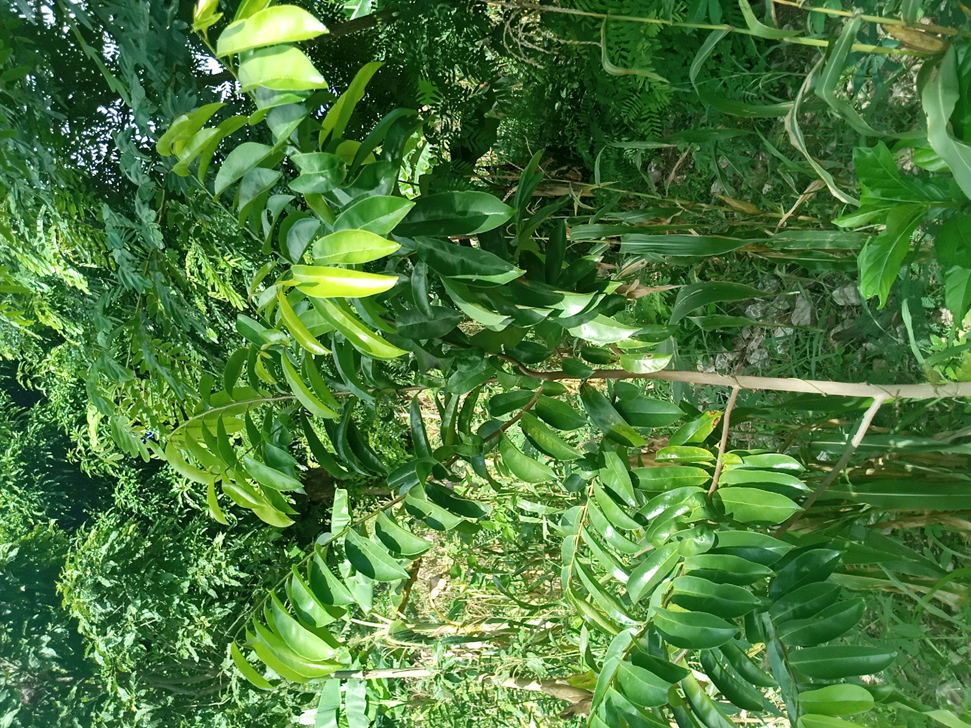 tree