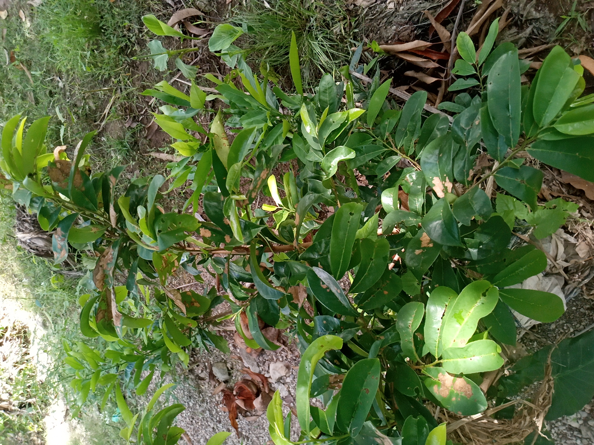 tree