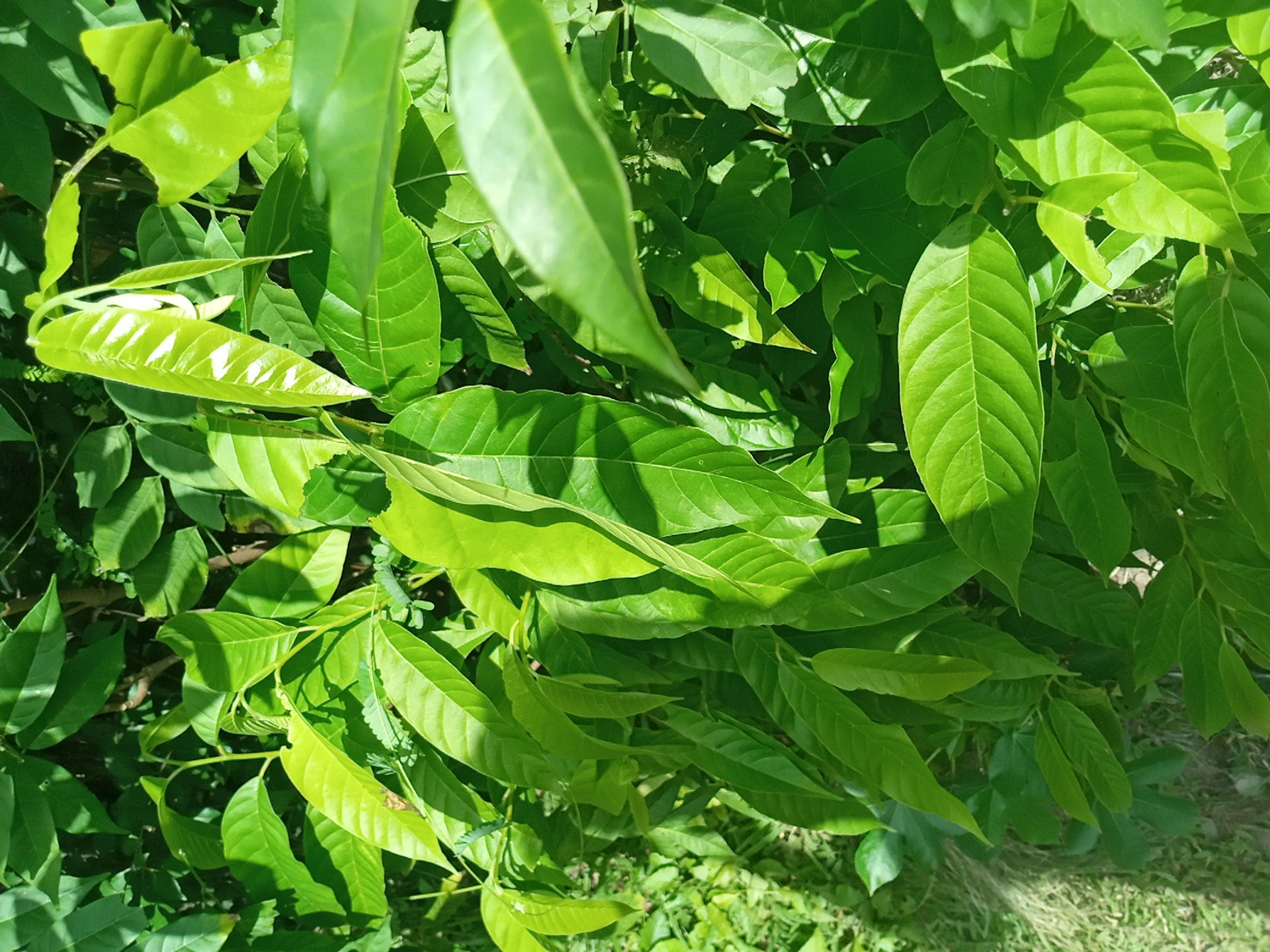 tree