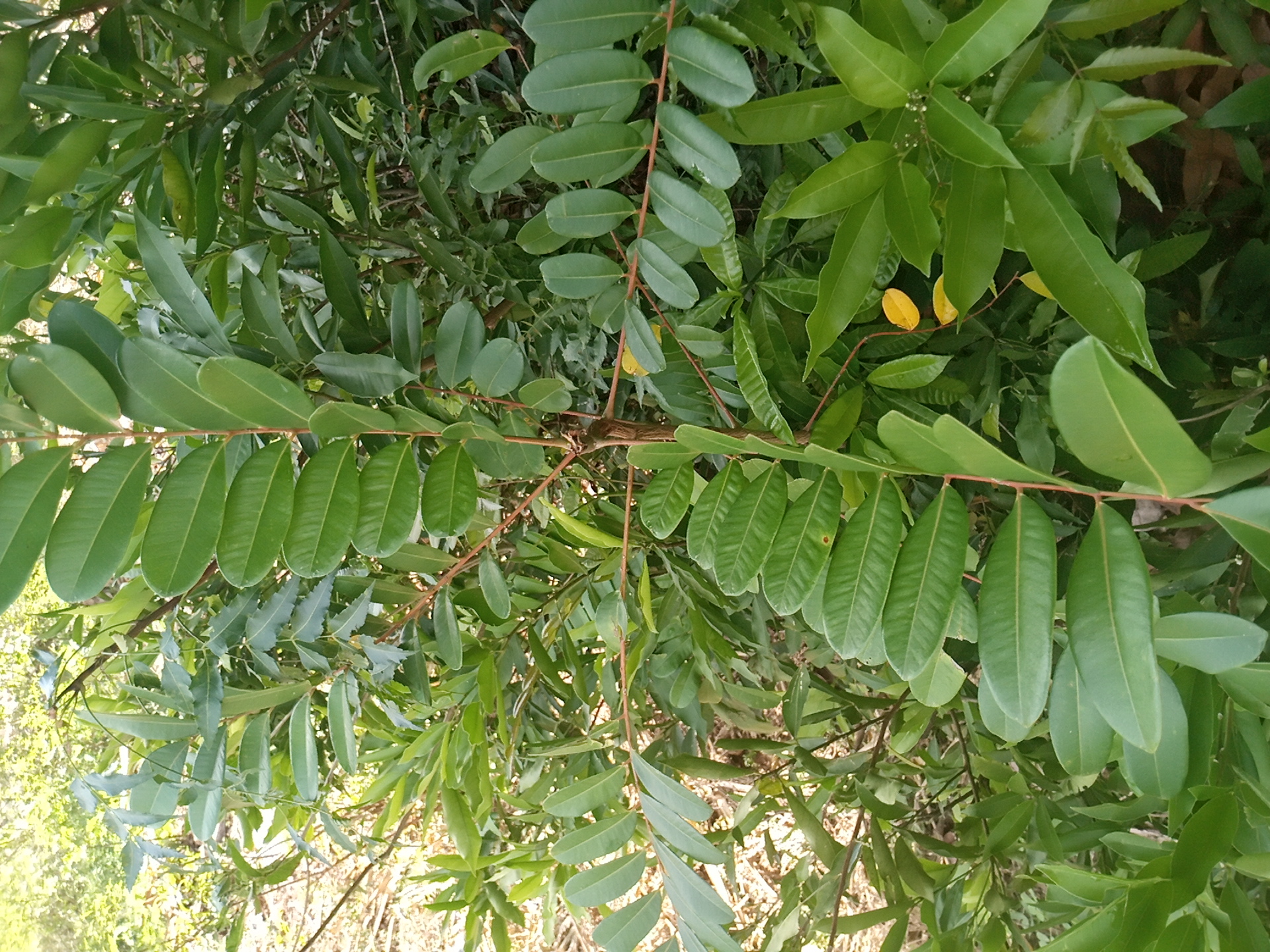 tree