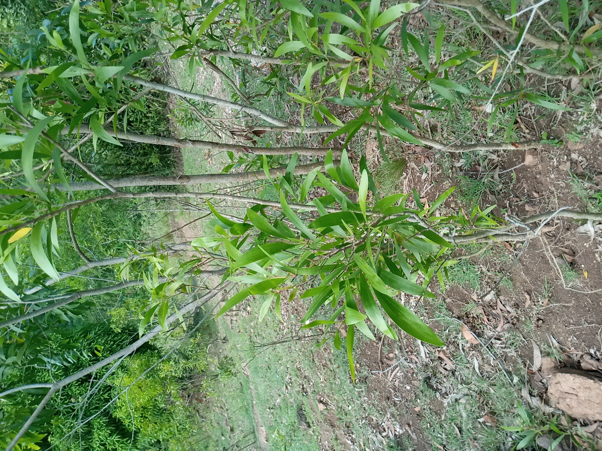tree