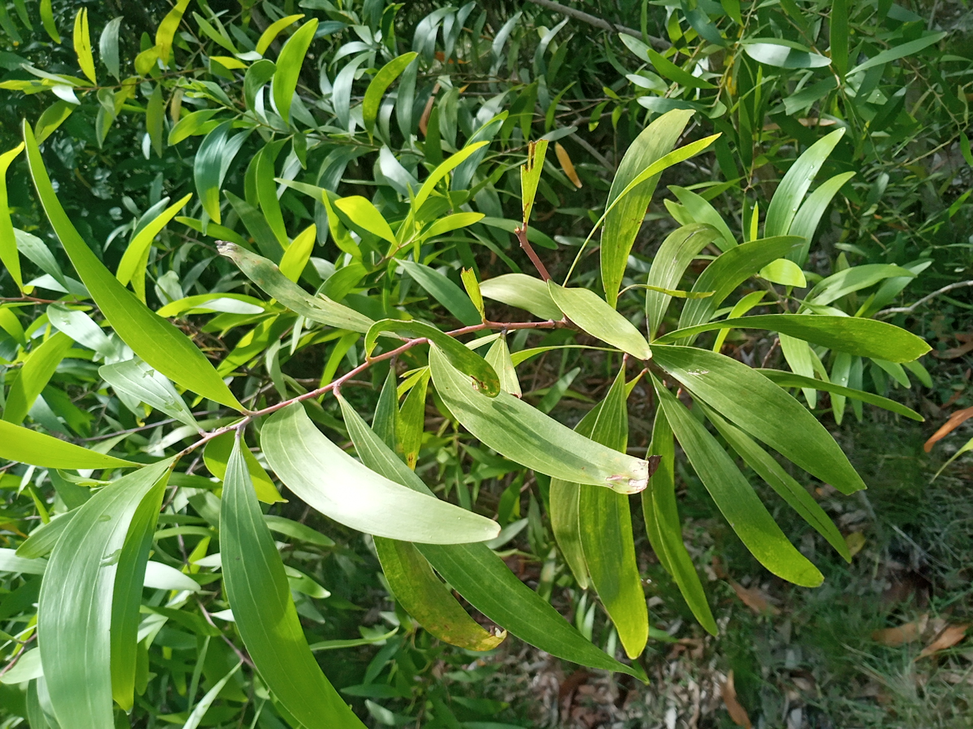 tree