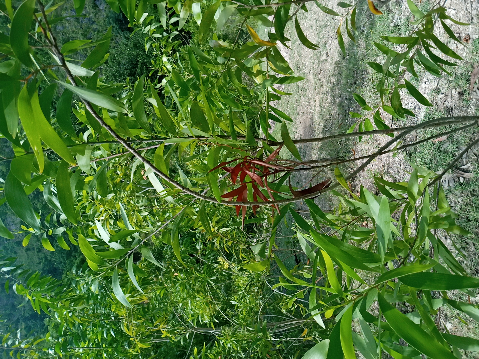 tree