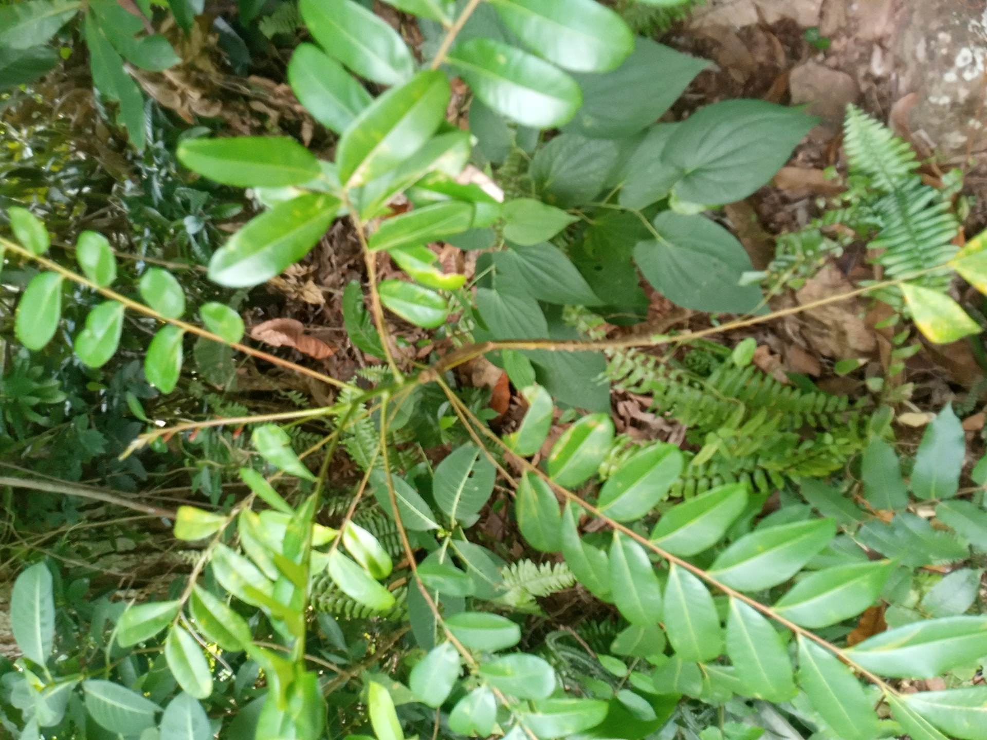 tree