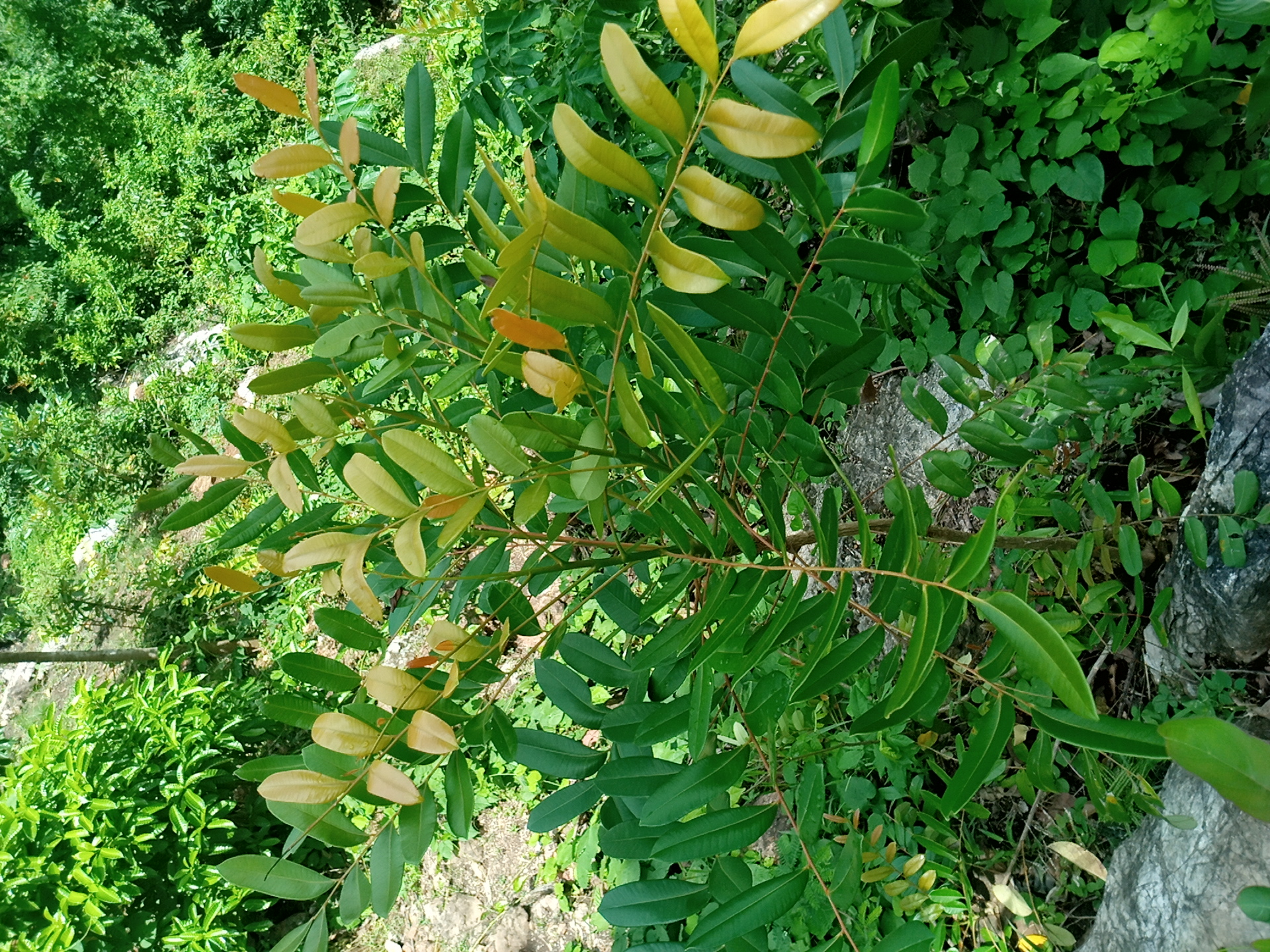 tree