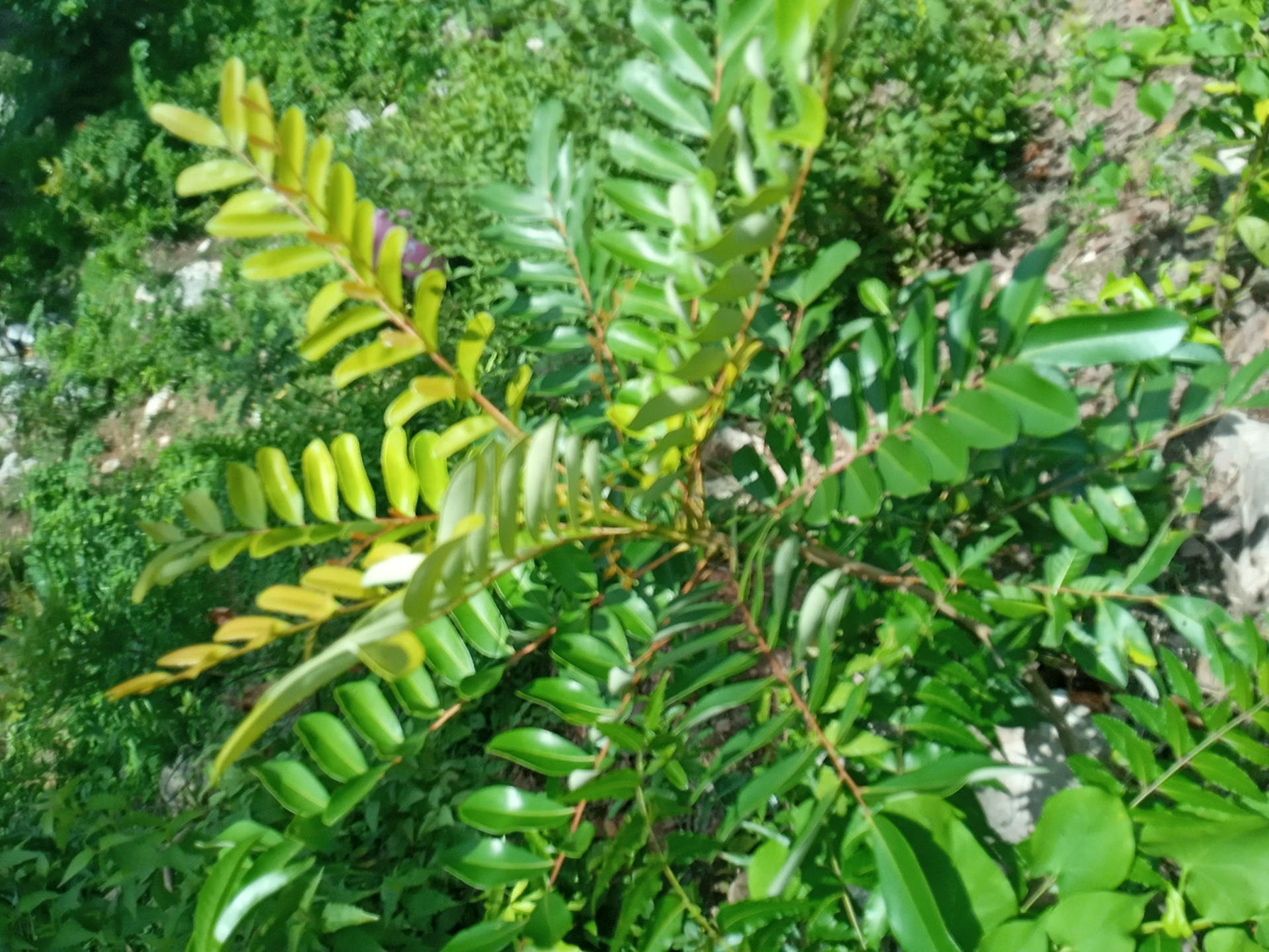 tree