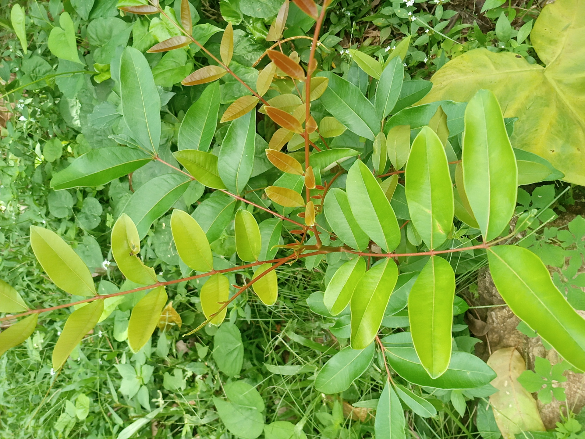 tree