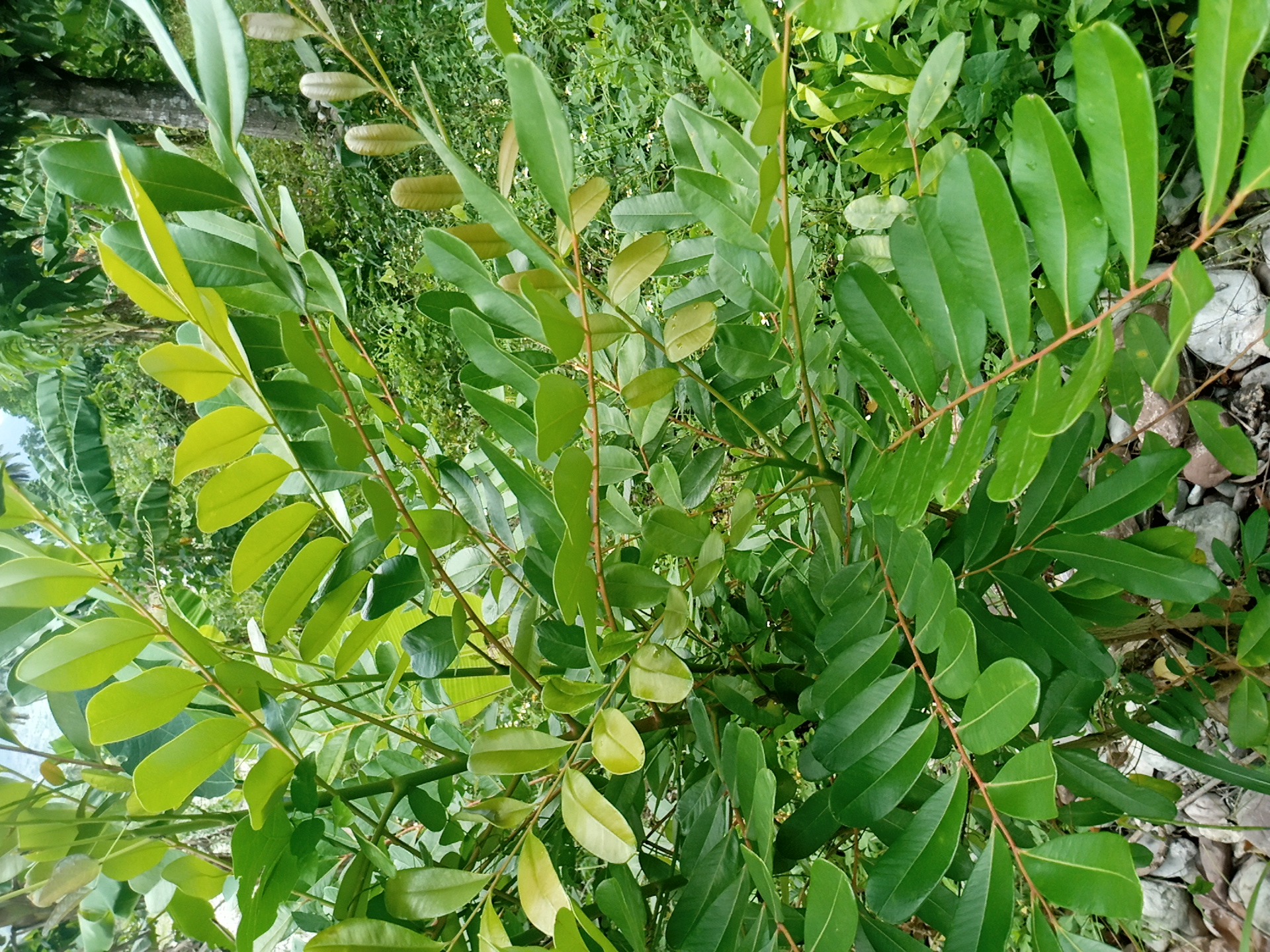 tree