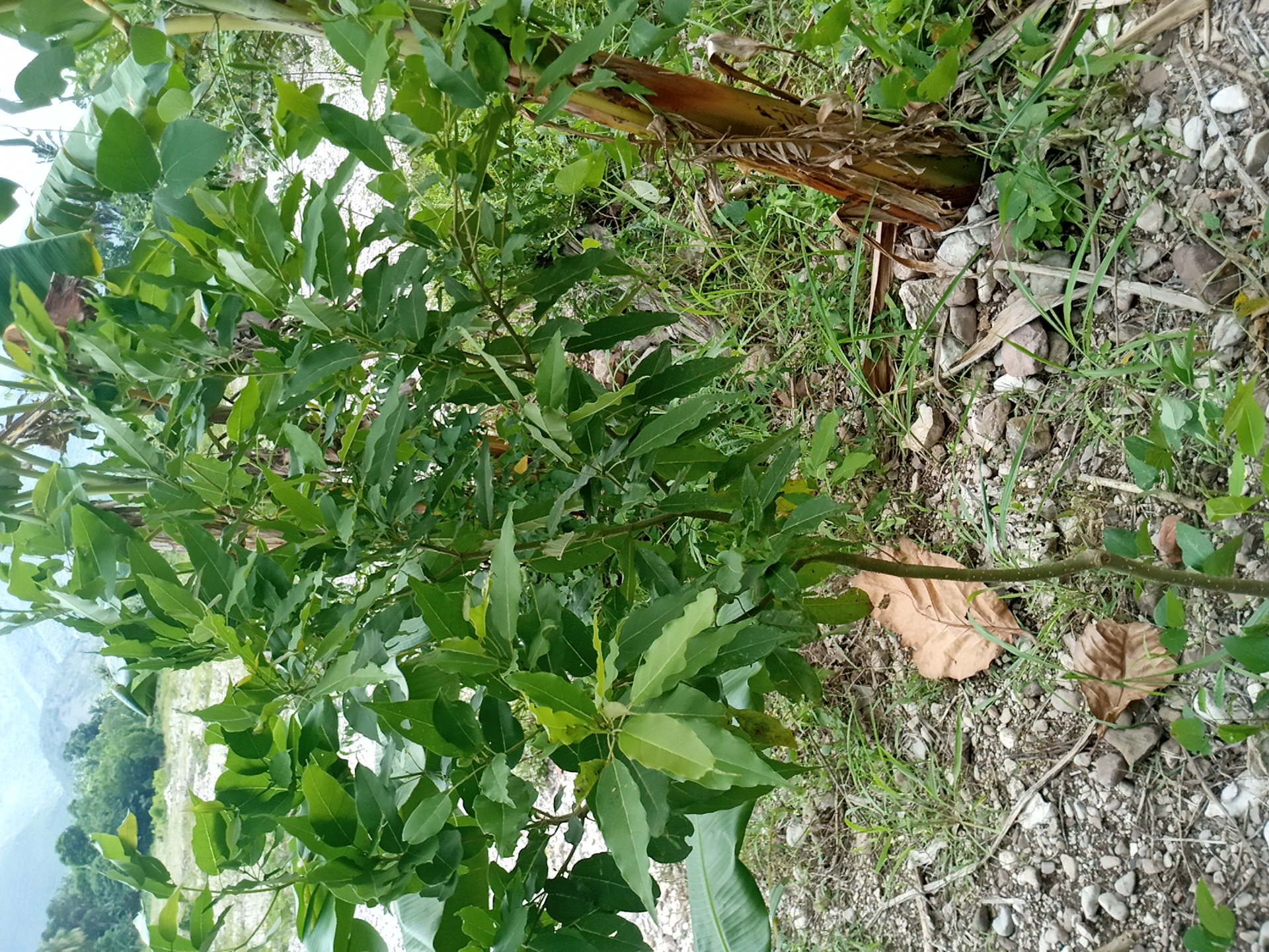 tree