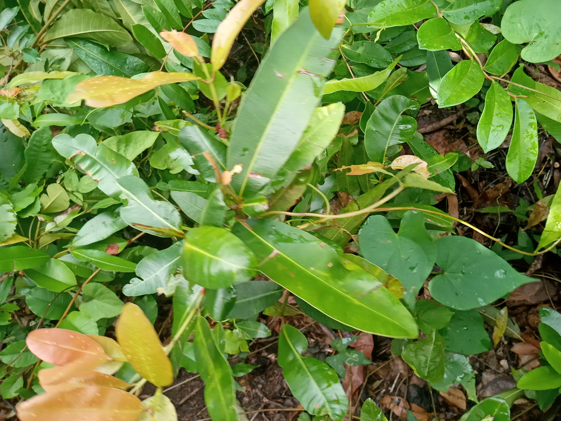 tree