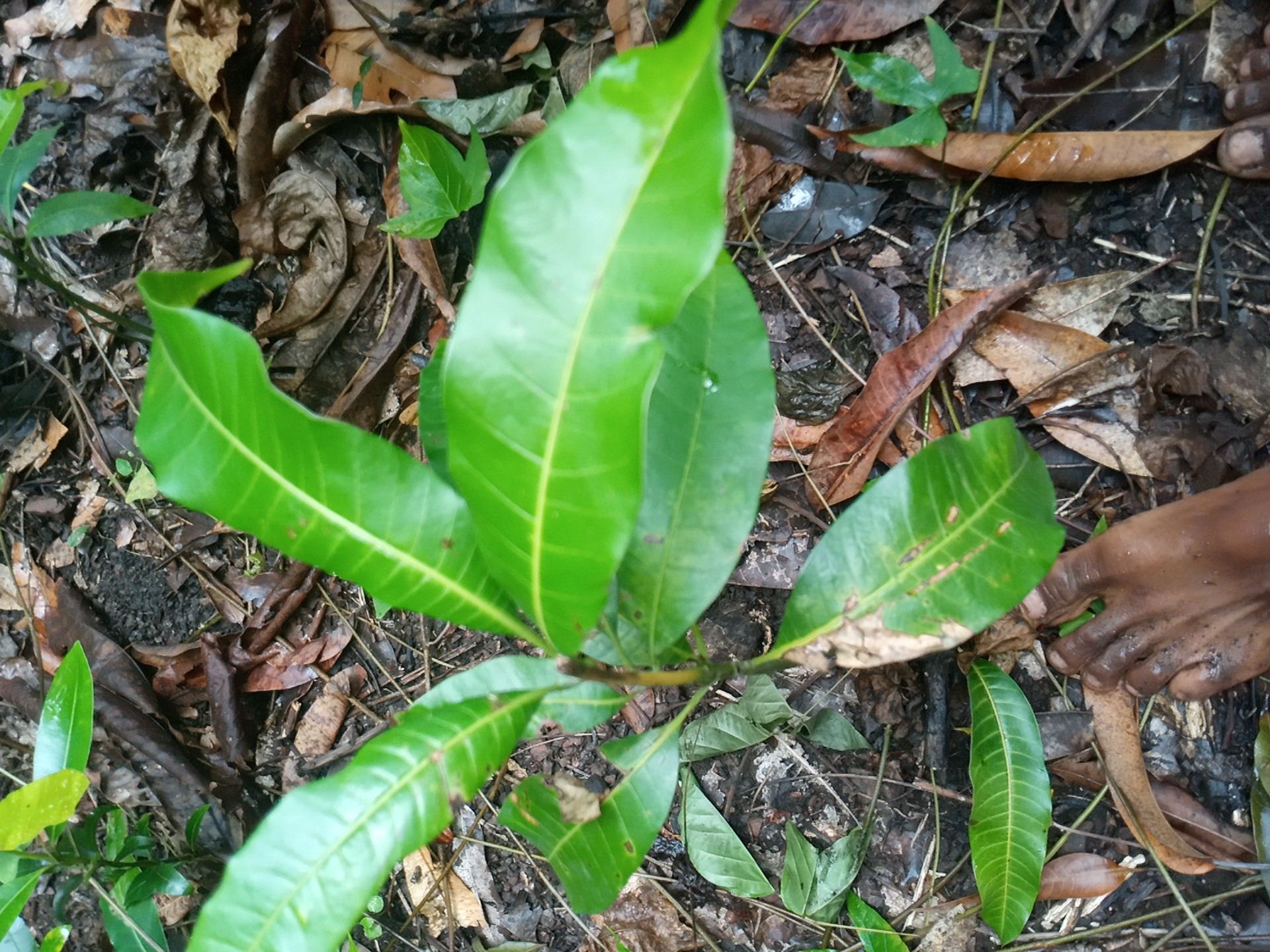 tree