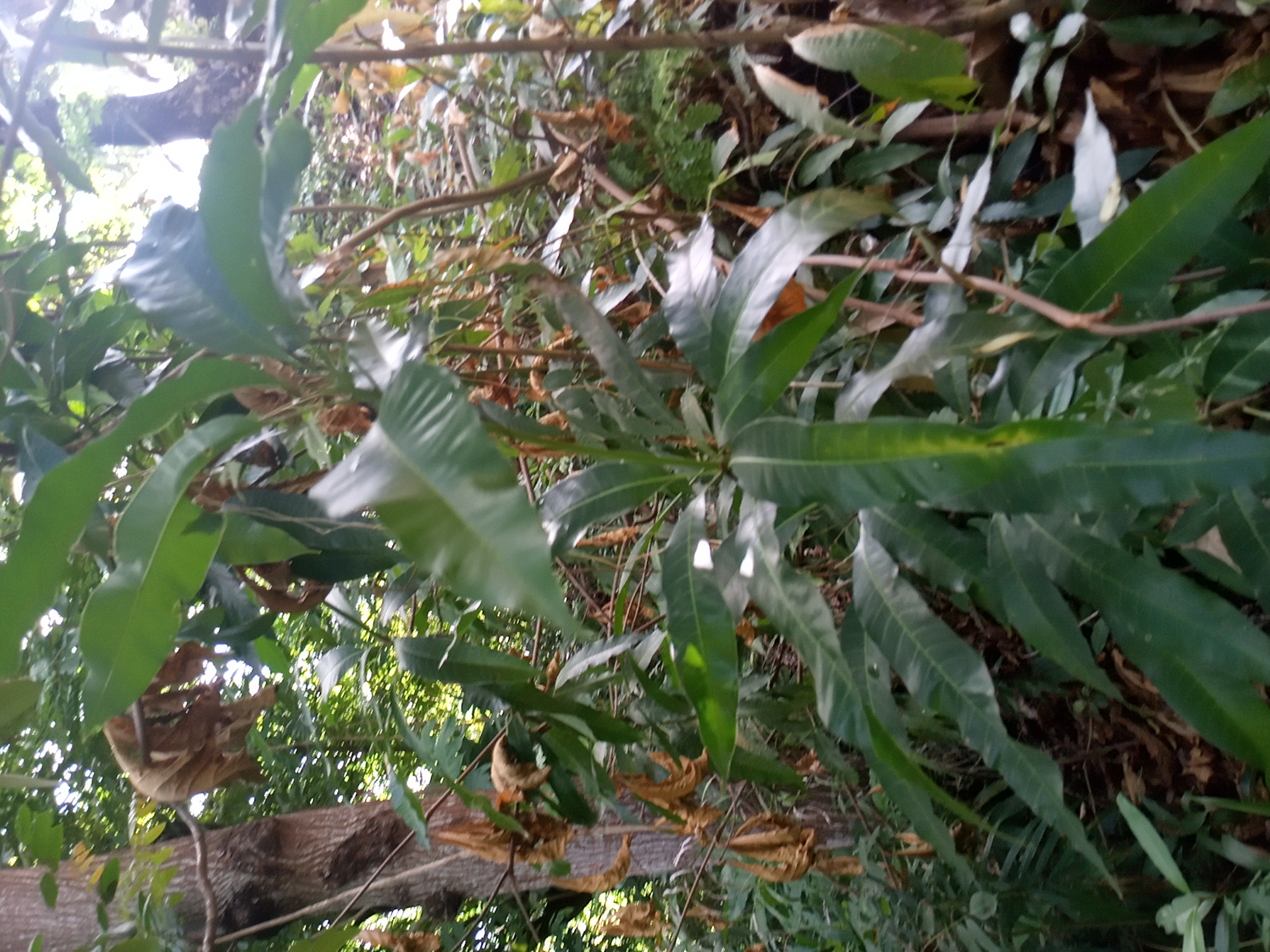 tree