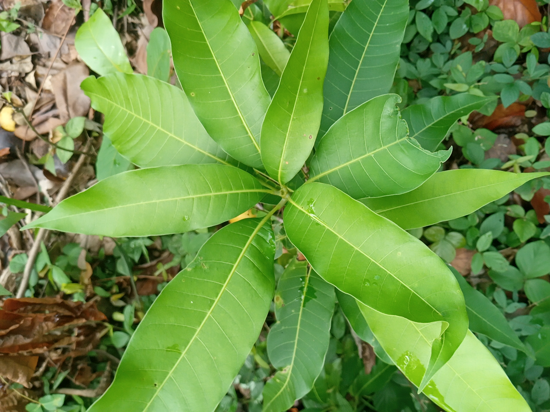 tree