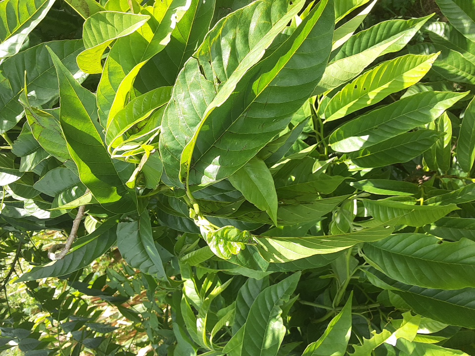 tree