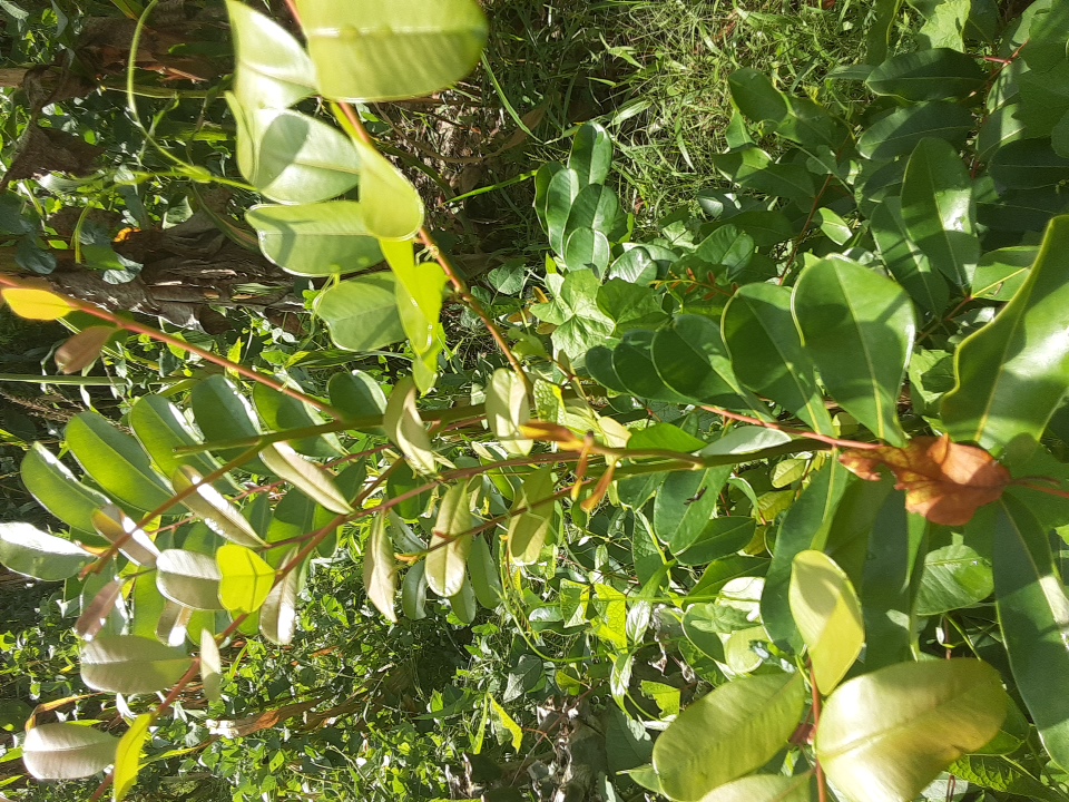 tree