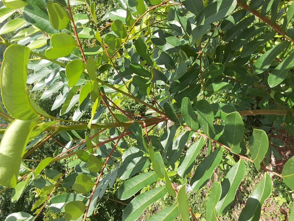 tree