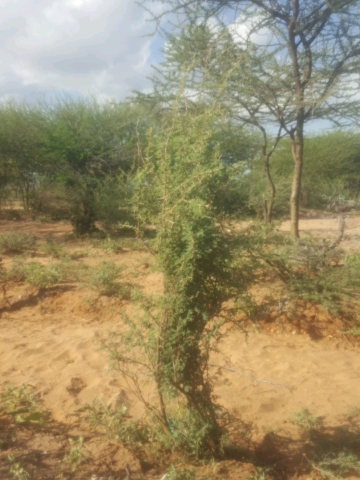 tree
