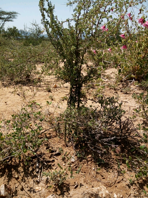 tree