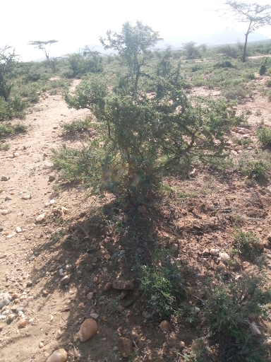 tree