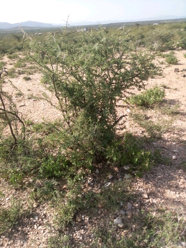 tree