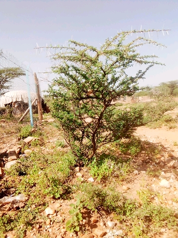 tree