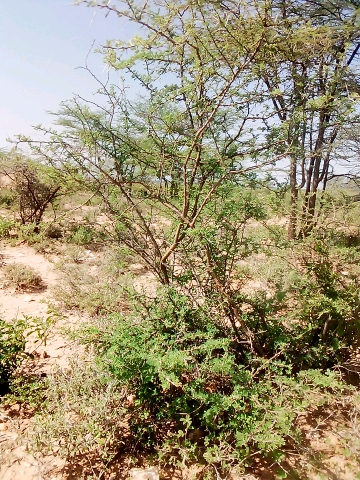 tree