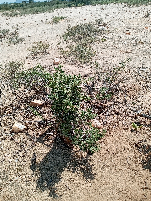 tree