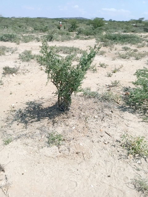 tree