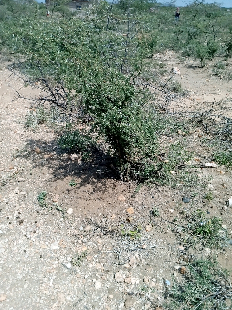 tree