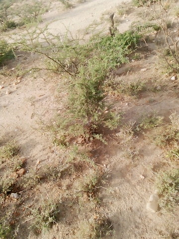 tree