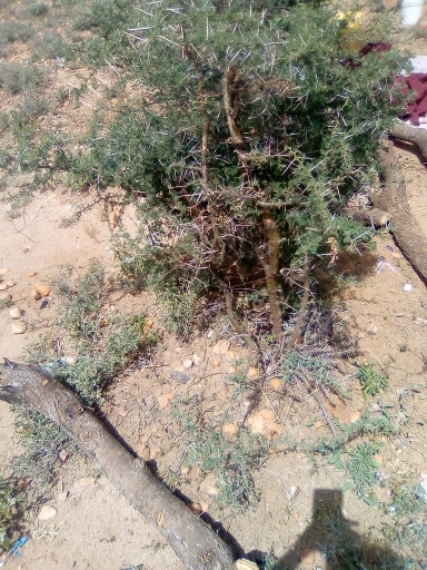 tree