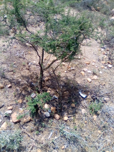tree