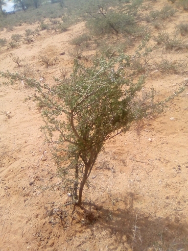 tree