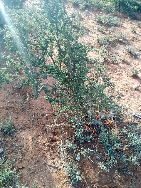 tree