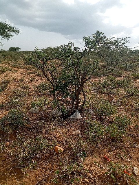 tree