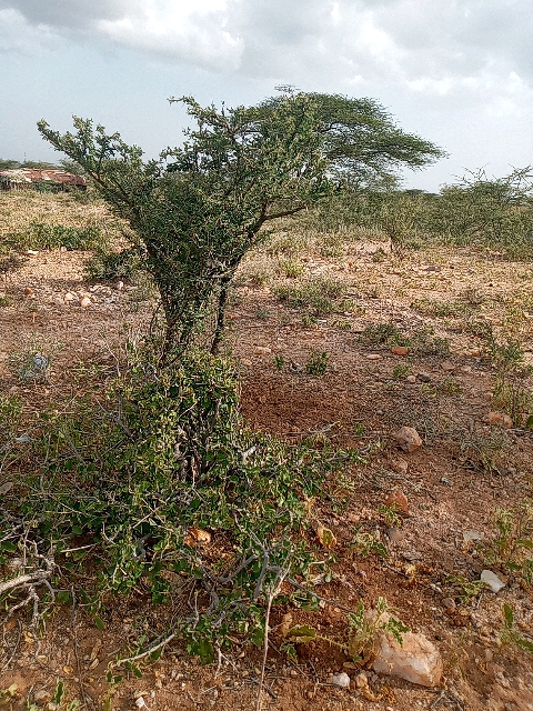 tree