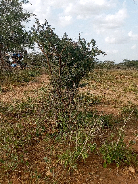 tree