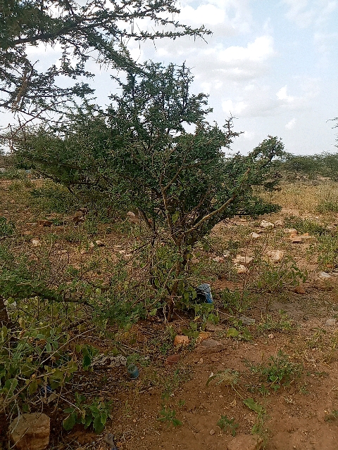 tree