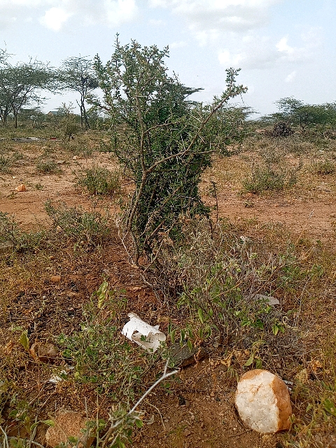 tree