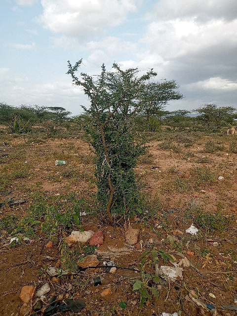 tree