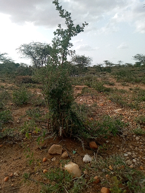 tree