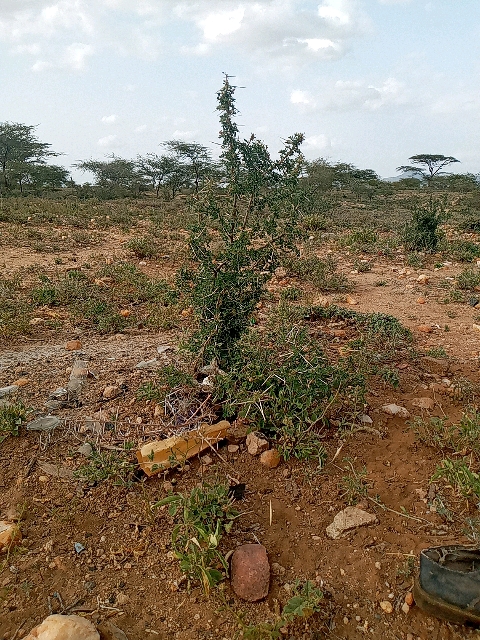 tree