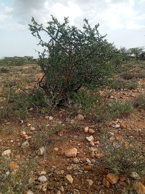 tree