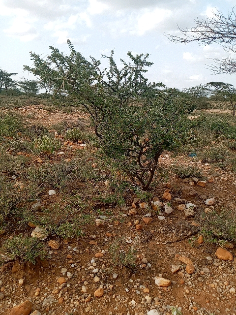 tree