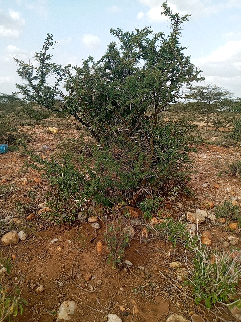 tree